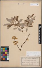 Foto von Salix caprea L. x Salix eleagnos Scop.